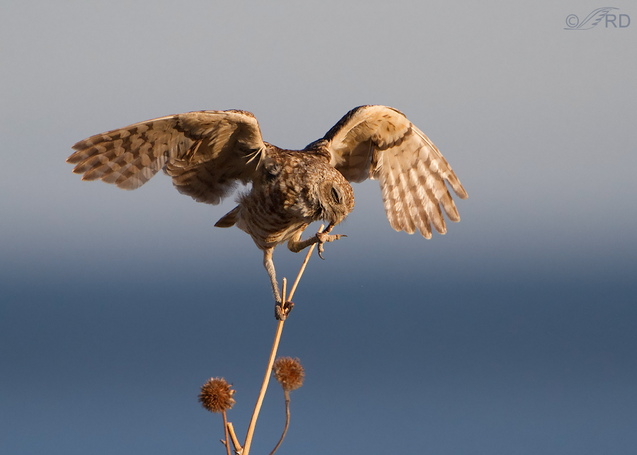 burrowing owl 2074 ron dudley