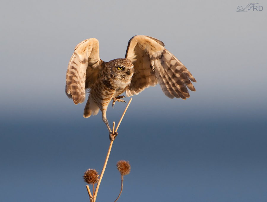 burrowing owl 2075 ron dudley