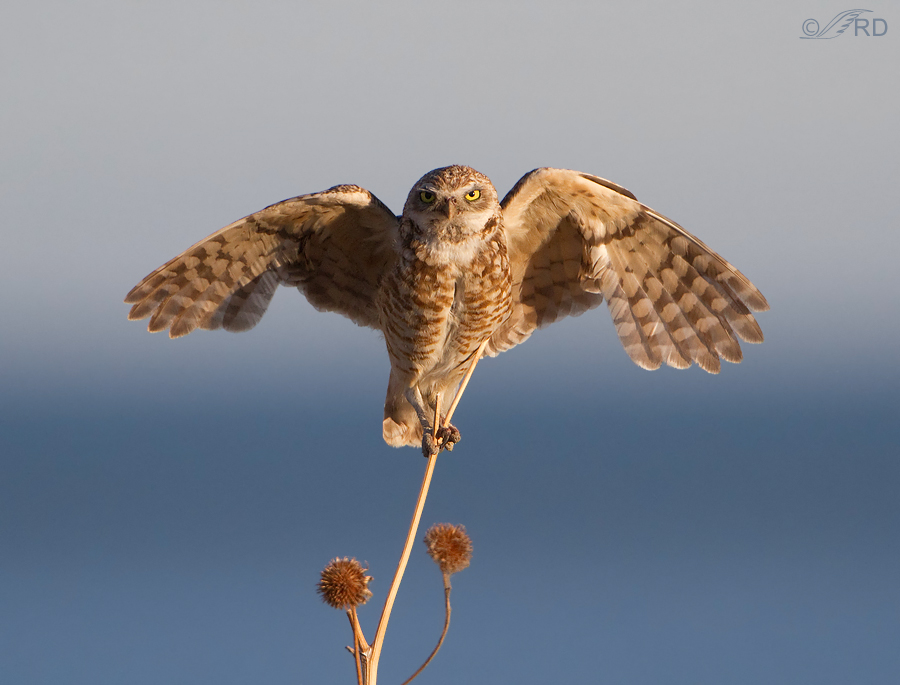 burrowing owl 2079 ron dudley