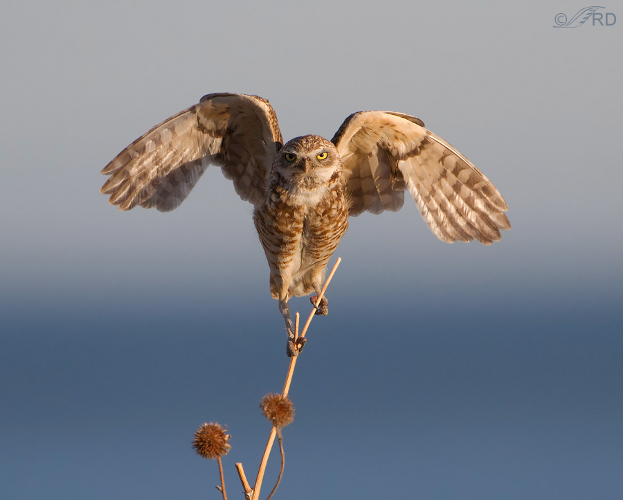 burrowing owl 2082 ron dudley