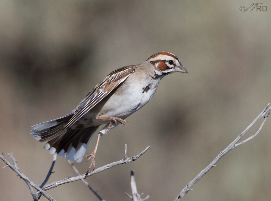 lark-sparrow-3133-ron-dudley
