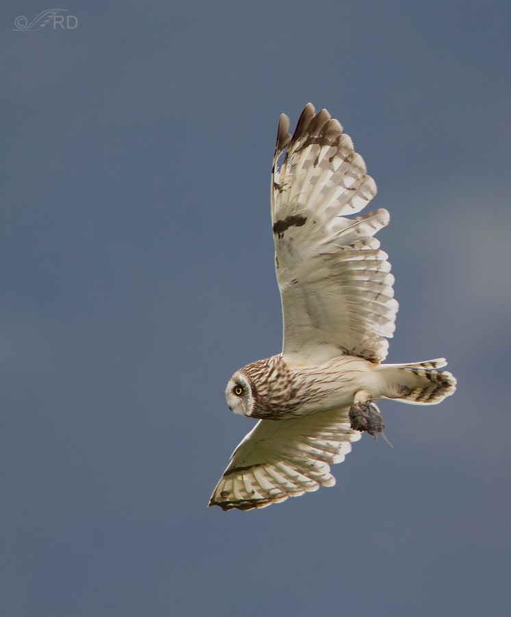 short-eared-owl-7138