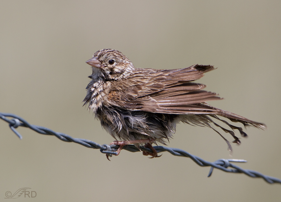 vesper-sparrow-8905