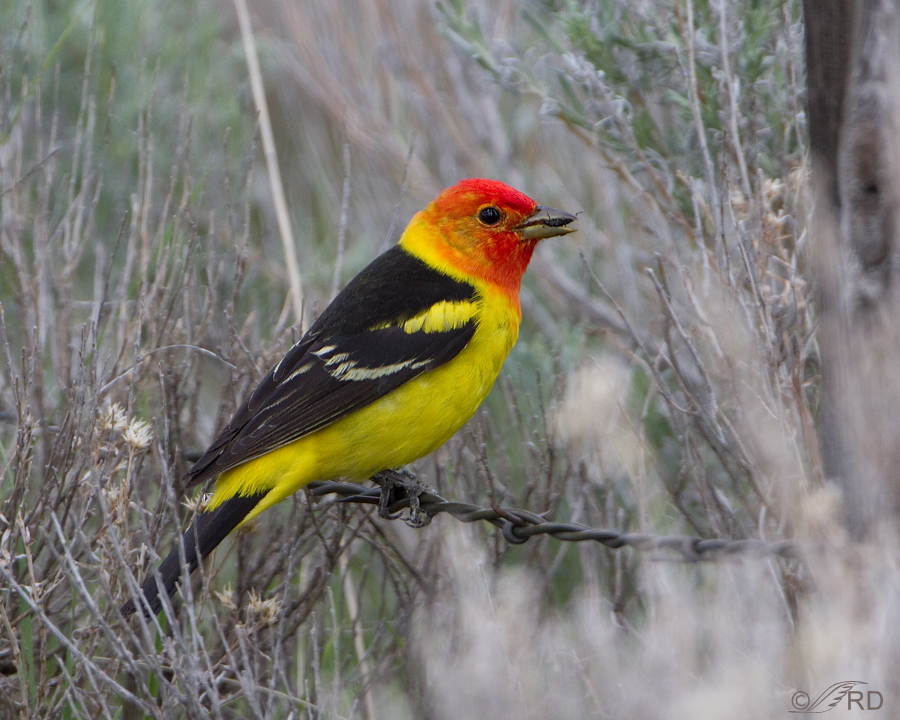 western-tanager-9204