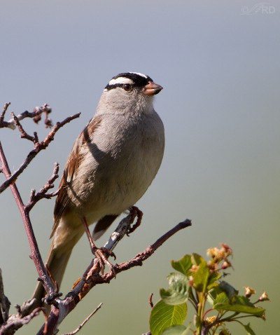 Birds From Our Recent Trip To Red Rock Lakes National Wildlife Refuge ...