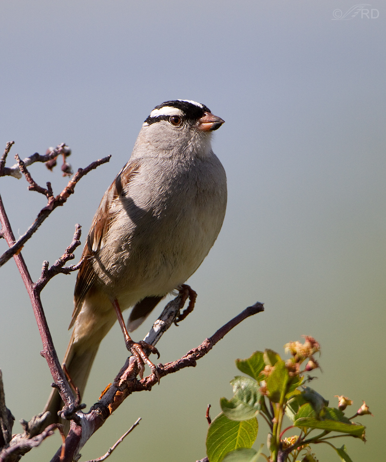 white-crowned-sparrow-9292