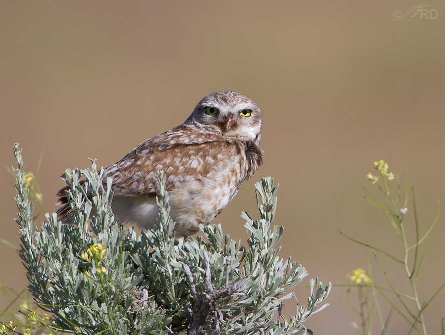 burrowing owl 0857 ron dudley