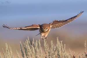 Landing Juvenile Burrowing Owl – Feathered Photography