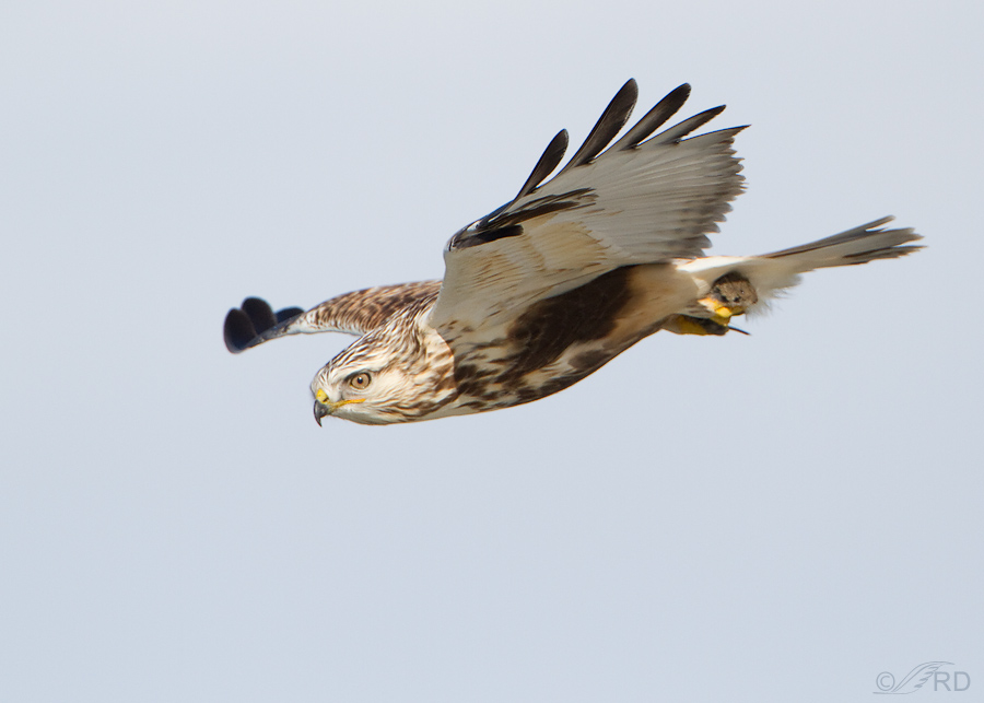 rough legged hawk 1950 ron dudley