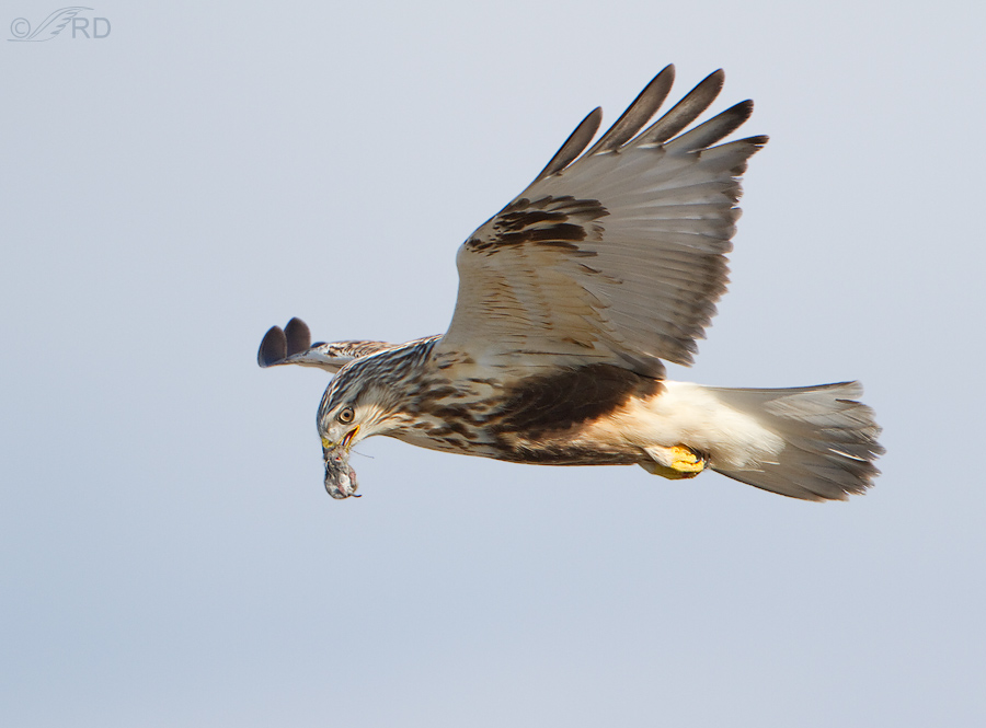 rough legged hawk 2193 ron dudley