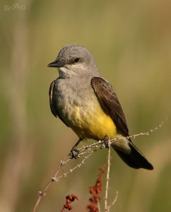 At Long Last – The Red Crown Patch Of The Western Kingbird – Feathered ...