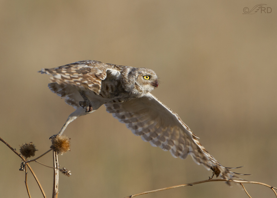 burrowing owl 0563 ron dudley