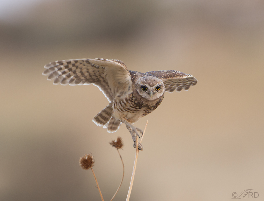 burrowing owl 1238 ron dudley