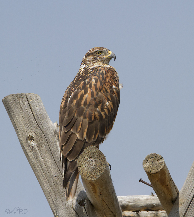 ferruginous hawk with gnats 4165 ron dudley