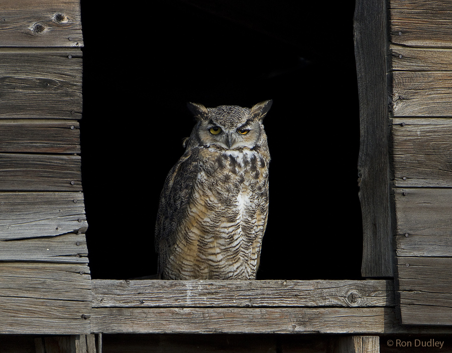 great horned owl 2658 ron dudley