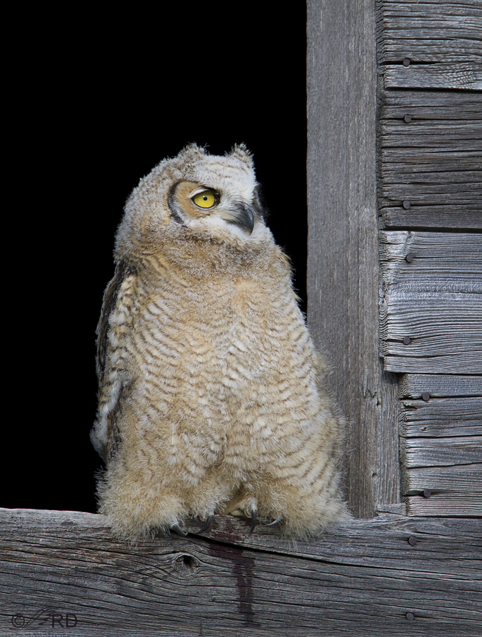 great horned owl 5257 ron dudley