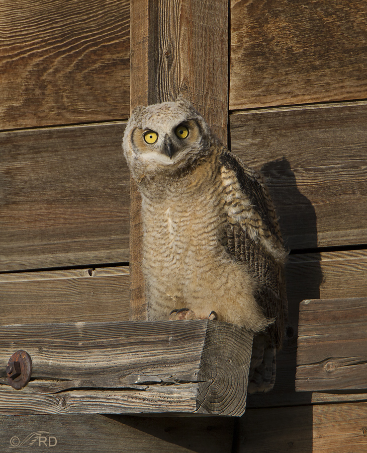great horned owl 5378 ron dudley
