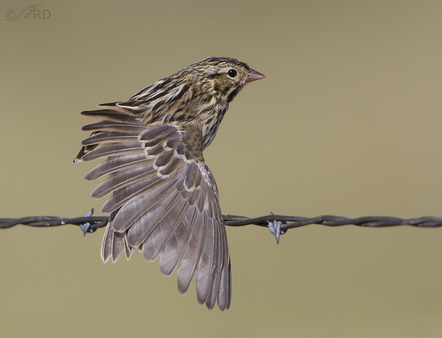 savannah sparrow 3017