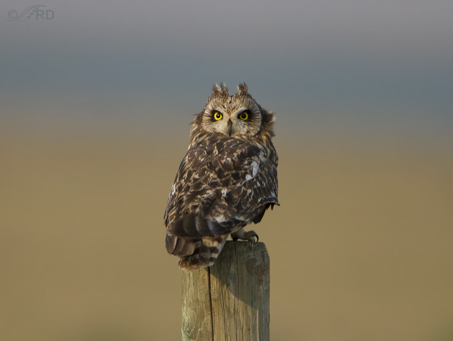 short eared owl 0456 ron dudley