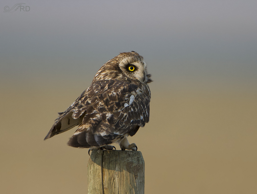 short eared owl 0479 ron dudley
