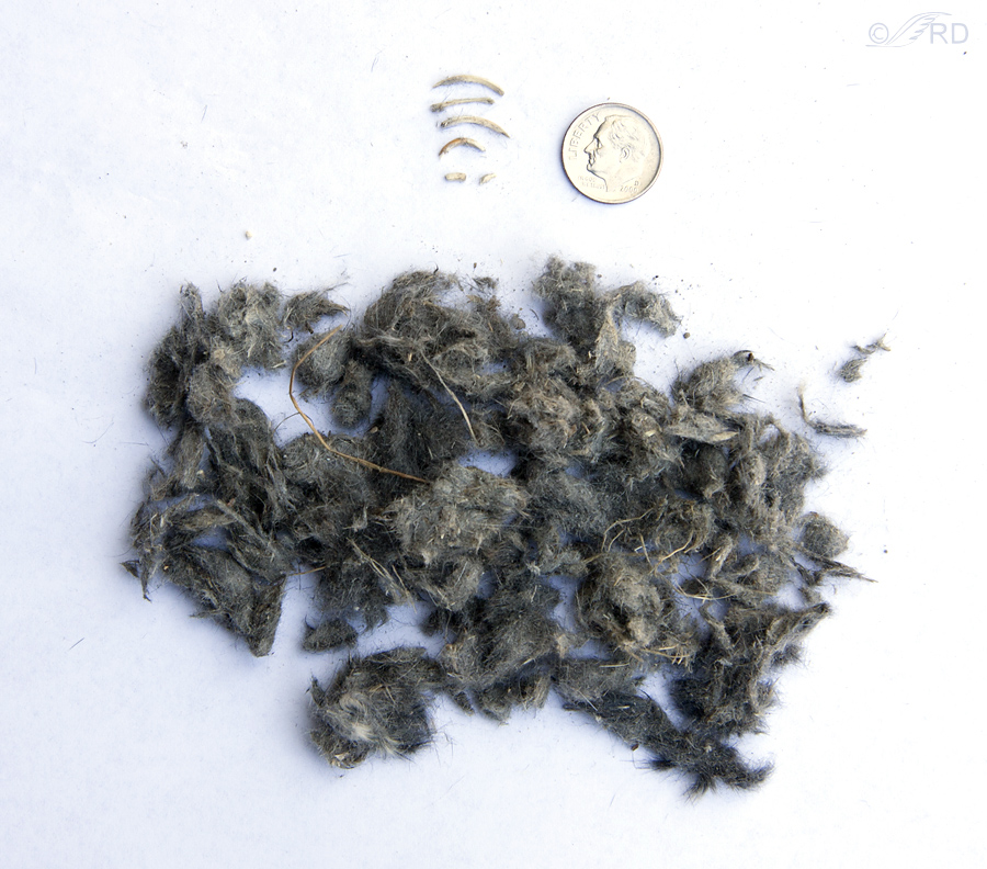 swainsons hawk dissected pellets 0103 ron dudley