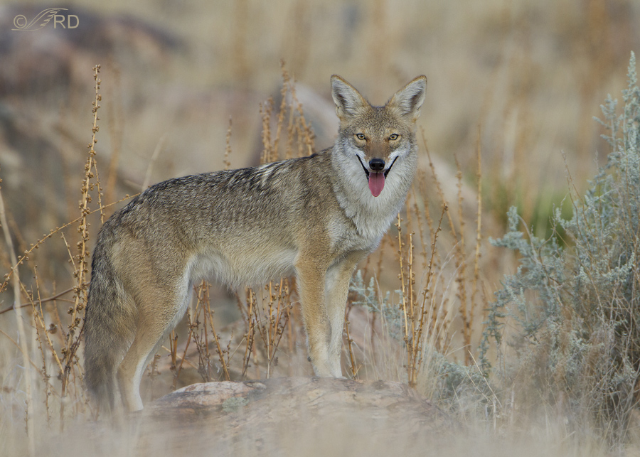 coyote-4759.jpg