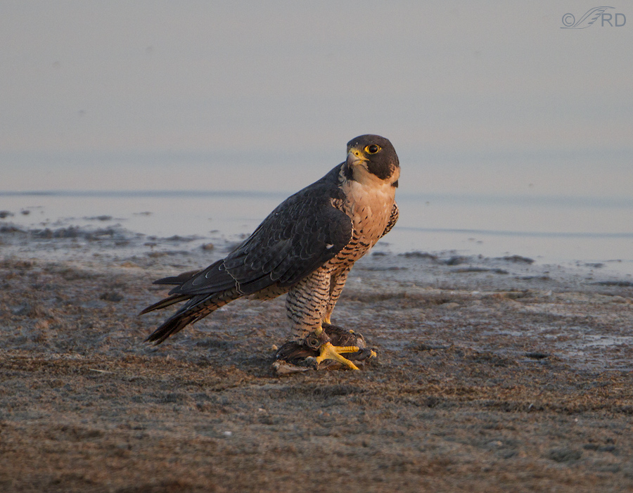 peregrine falcon hunting technique