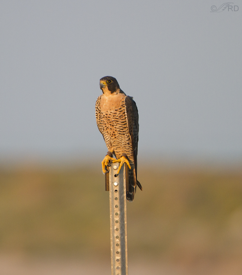 peregrine falcon 6897 ron dudley