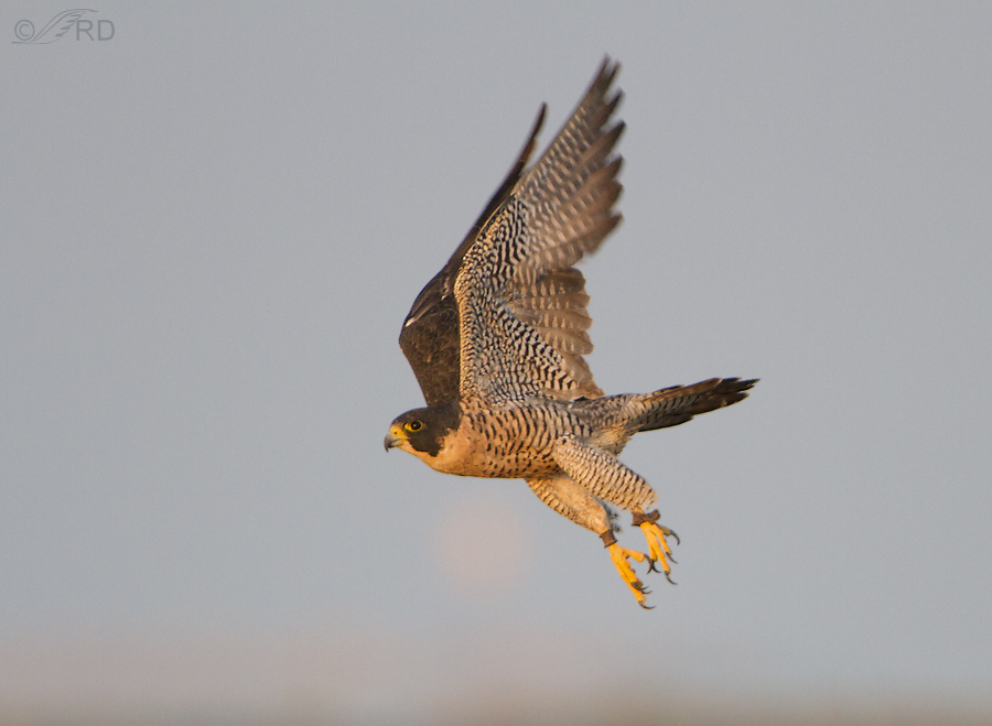 peregrine falcon 6907 ron dudley