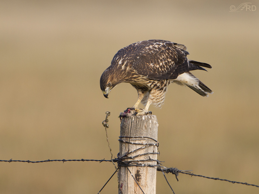 Red-tailed Hawk Rejecting Intestines Of Prey – Feathered Photography