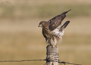 Goofy Red-tailed Hawk – Feathered Photography