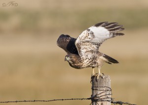 Goofy Red-tailed Hawk – Feathered Photography