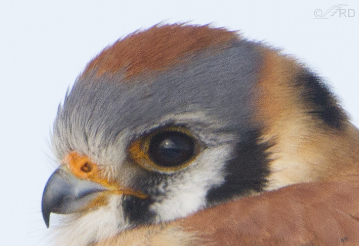 american kestrel 8888 extreme crop rond dudley