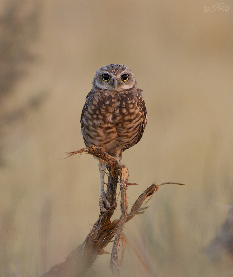 burrowing owl 0145 ron dudley