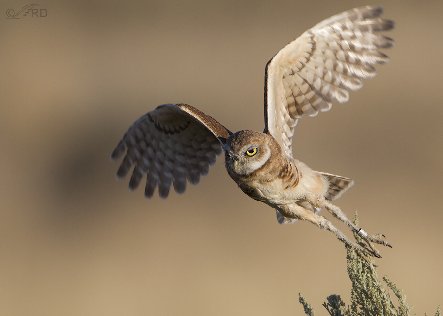 burrowing owl 0341 ron dudley