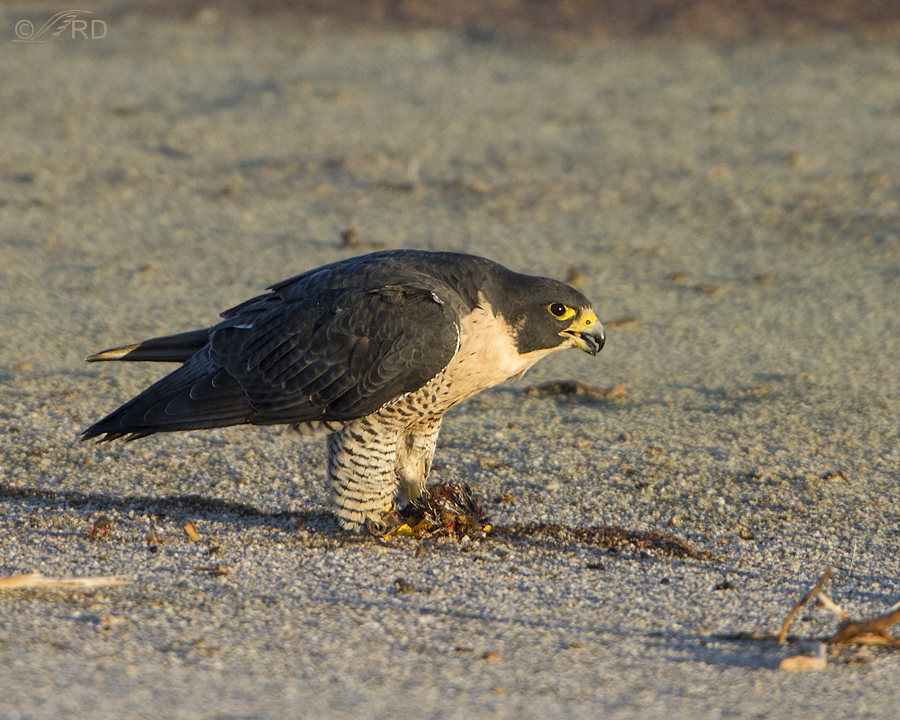 peregrine falcon 0249 ron dudley