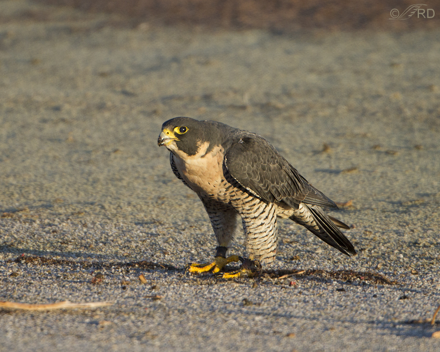 peregrine falcon 0303 ron dudley