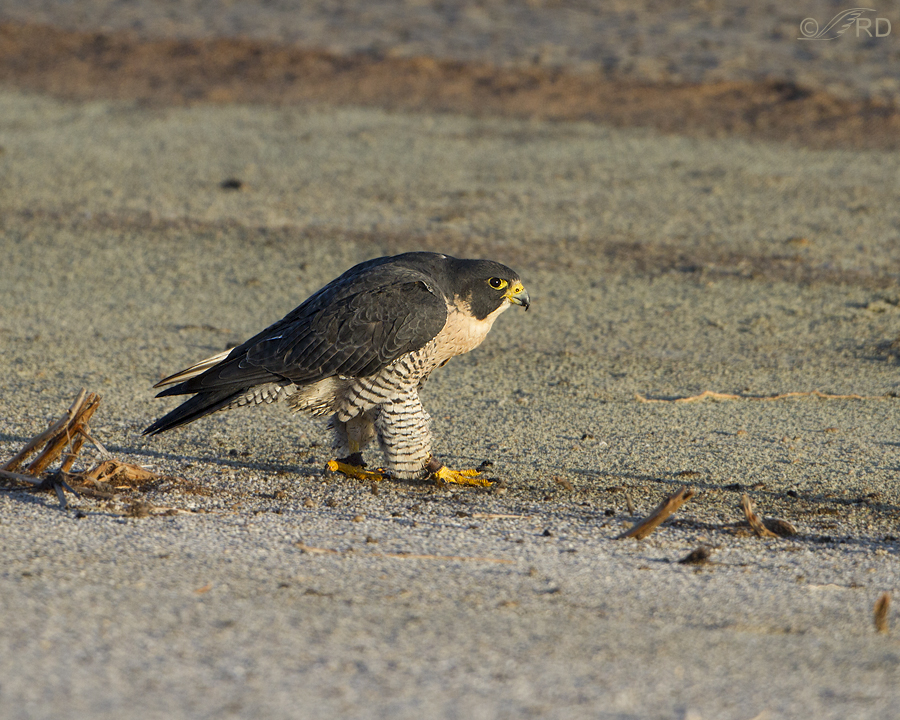peregrine falcon 0431 ron dudley