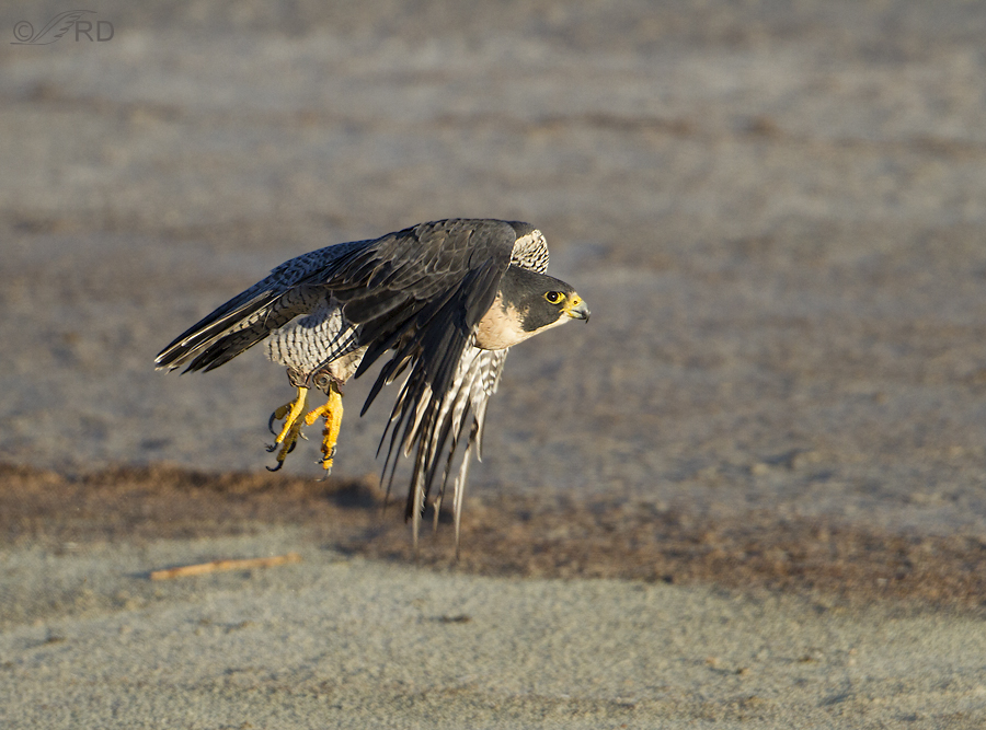 peregrine falcon 0451 ron dudley