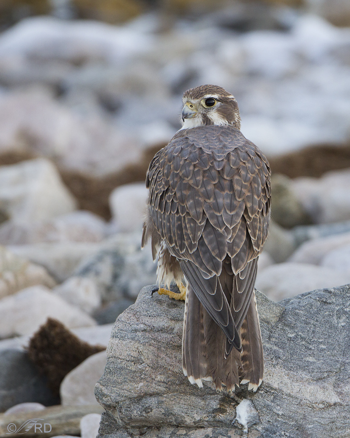 prairie falcon 9011 ron dudley
