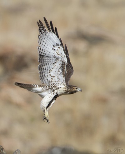 Red-tailed Hawk Lift-off – Feathered Photography