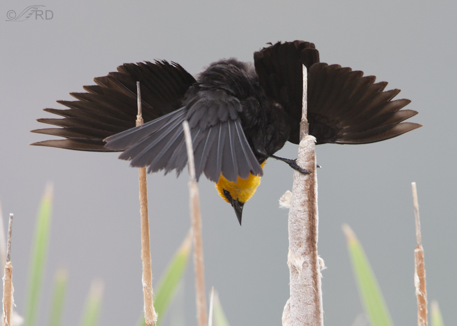 red winged blackbird 8924 ron dudley