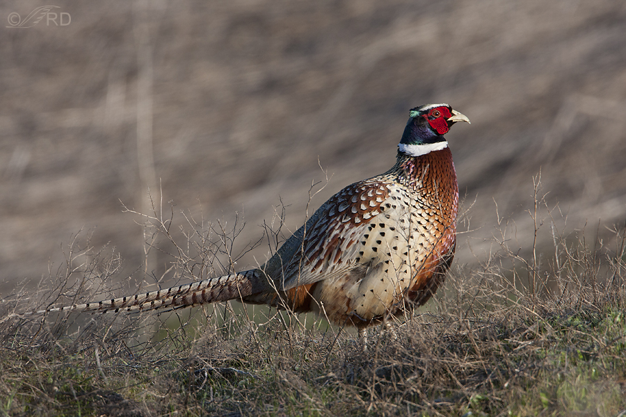 ring necked pheasant 3411 ron dudley