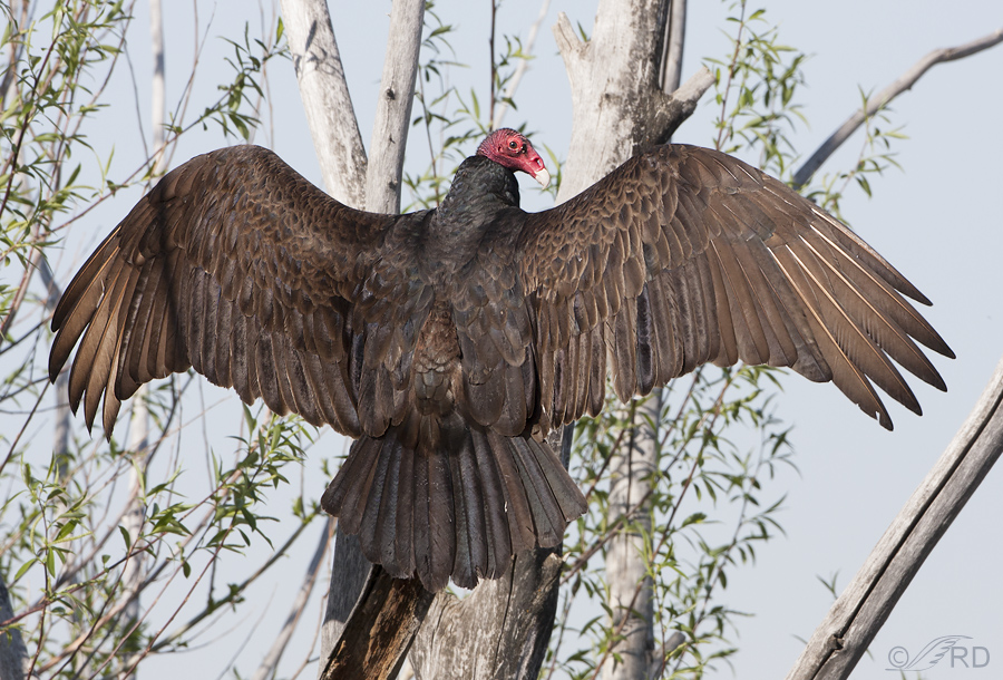 turkey vulture 1272 ron dudley