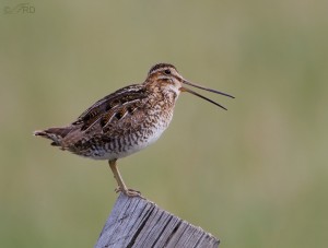 The Seldom Seen Wilson’s Snipe – Feathered Photography