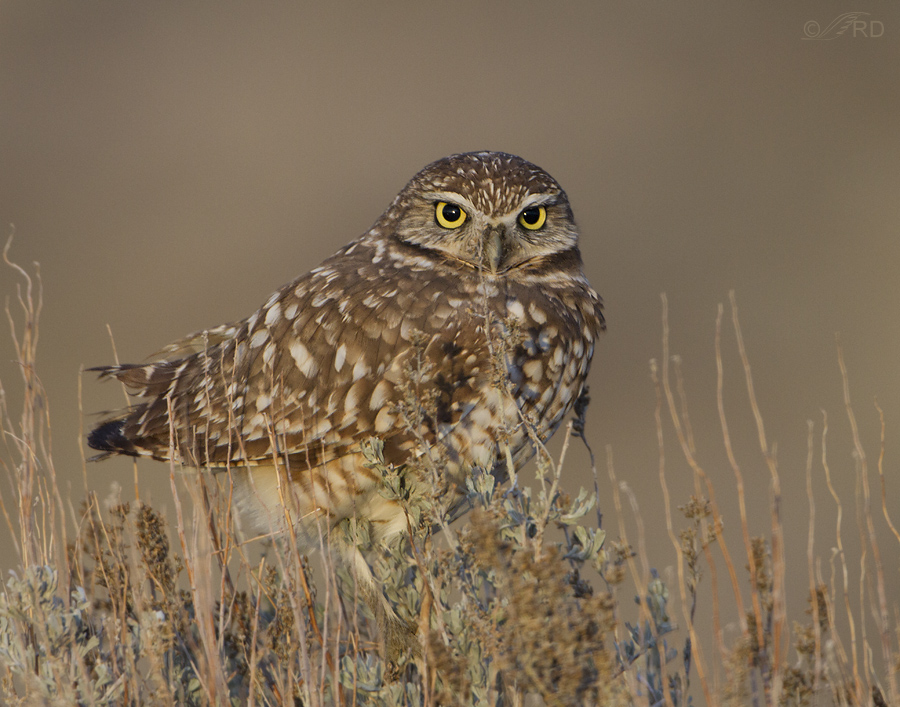 burrowing owl 6291 ron dudley