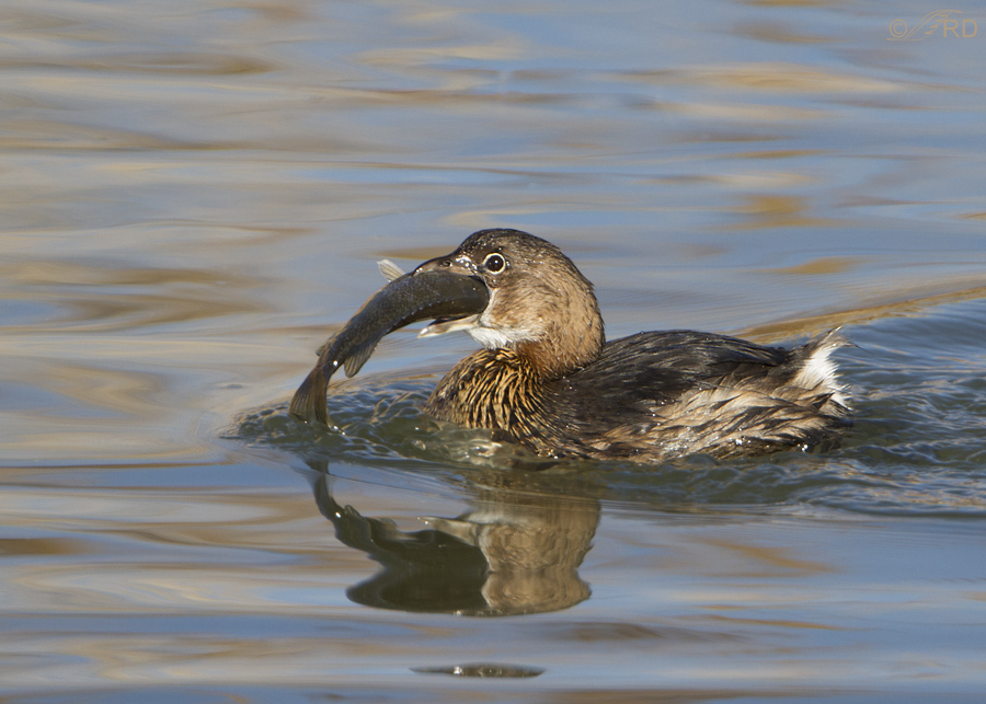 pied billed grebe 6721 ron dudley