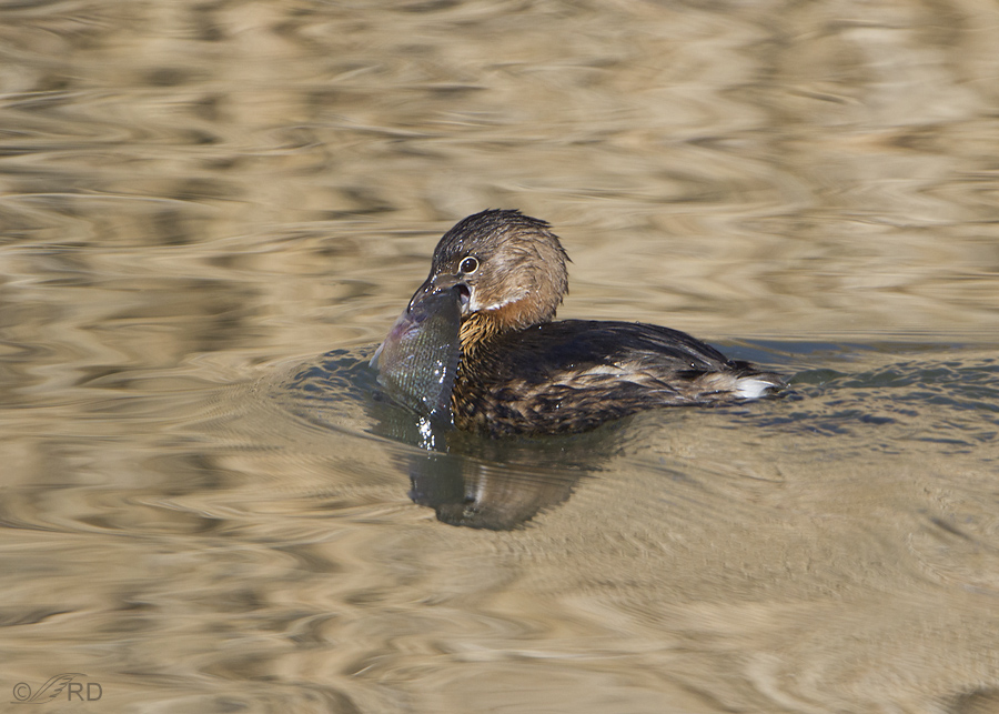 pied-billed grebe 6735 ron dudley