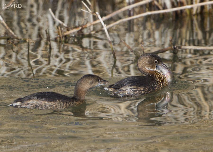 pied billed  grebe 6743 ron dudley