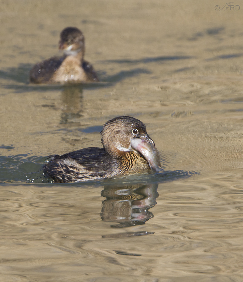 pied billed grebe 6790 ron dudley